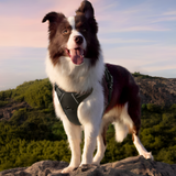 No-Pull Dog Harness: Safety, Control And Comfort: The Ultimate Dog Harness. Are you tired of struggling during walks? Does your dog's pulling behaviour cause stress and frustration? 