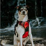 No-Pull Dog Harness: Safety, Control And Comfort: The Ultimate Dog Harness. Are you tired of struggling during walks? Does your dog's pulling behaviour cause stress and frustration? 