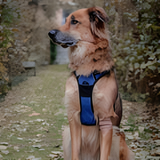 No-Pull Dog Harness: Safety, Control And Comfort: The Ultimate Dog Harness. Are you tired of struggling during walks? Does your dog's pulling behaviour cause stress and frustration? 