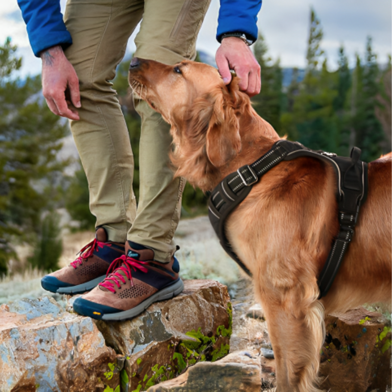 No-Pull Dog Harness: Safety, Control And Comfort: The Ultimate Dog Harness. Are you tired of struggling during walks? Does your dog's pulling behaviour causes stress and frustration? 